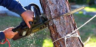 Best Tree Cabling and Bracing  in Bel Air, MD