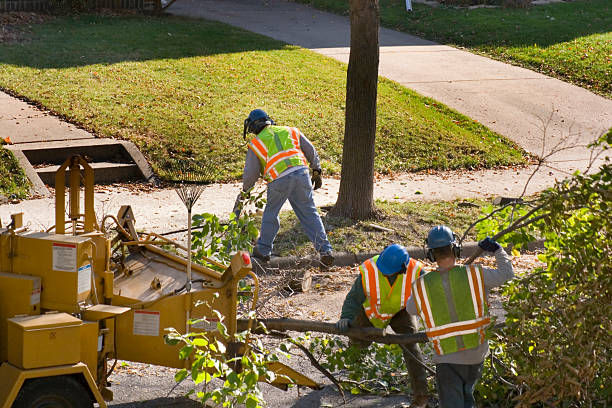 Best Tree Mulching Services  in Bel Air, MD