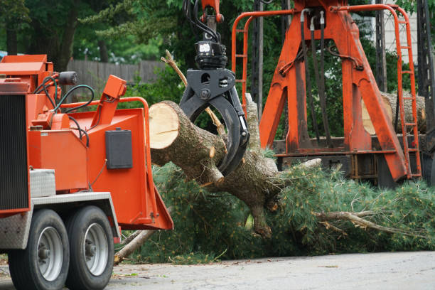 Tree and Shrub Care in Bel Air, MD