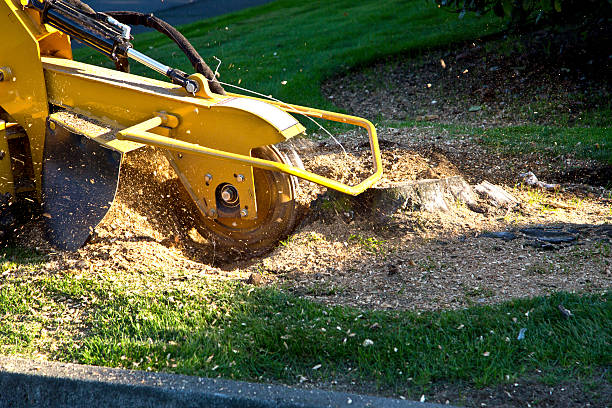 Best Utility Line Clearance  in Bel Air, MD