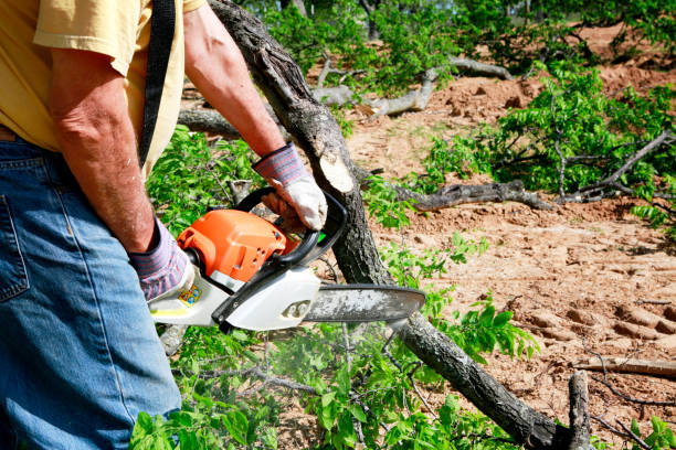 Leaf Removal in Bel Air, MD